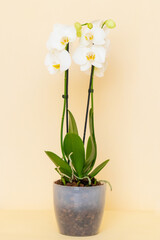 Homemade potted plant on a white and yellow background