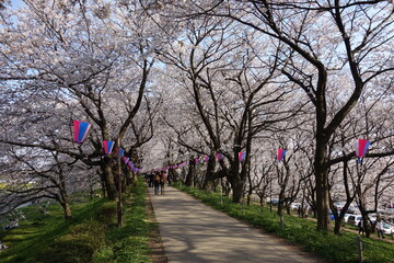 権現堂堤　桜　埼玉県　幸手市