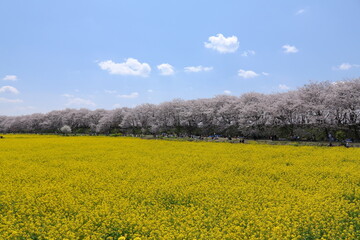 権現堂堤　桜　菜の花　埼玉県　幸手市