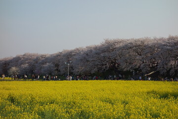 権現堂堤　桜　菜の花　埼玉県　幸手市