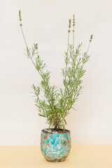 Homemade potted plant on a white and yellow background