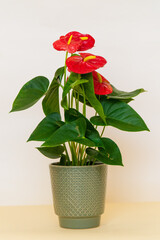 Homemade potted plant on a white and yellow background