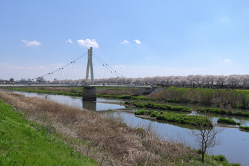 権現堂堤　桜　中川　埼玉県　幸手市