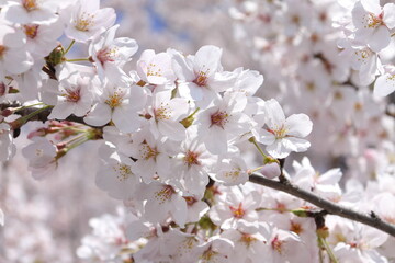 権現堂堤　桜　埼玉県　幸手市