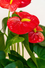 Homemade potted plant on a white and yellow background
