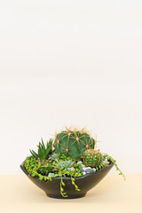 Homemade potted plant on a white and yellow background