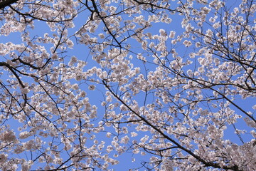 権現堂堤　桜　埼玉県　幸手市