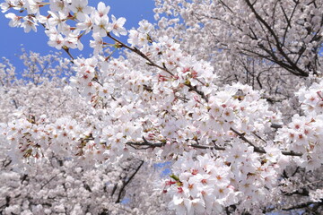 権現堂堤　桜　埼玉県　幸手市