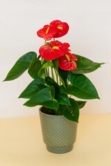 Homemade potted plant on a white and yellow background