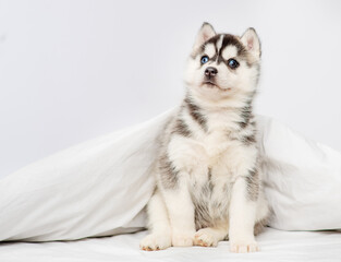 Little blue-eyed husky puppy sitting under a blanket at home