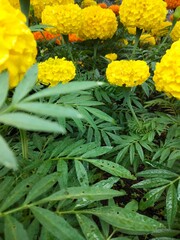 yellow chrysanthemum flowers