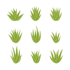Set of aloe vera.  Succulent plant. Vector illustration. Flat style.	