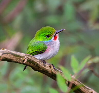 Cuban Tody