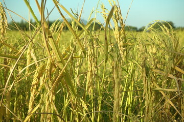 Rice plant from agriculture in Thailand	