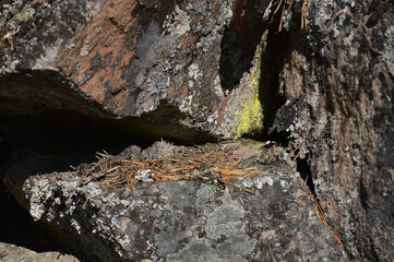 Background. Bright yellow moss in a crevice of an ancient stone. Moss and granite. The yellow needles of the larch lies on the stones. Close-up photo.
