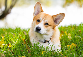 pembroke corgi on an autumn walk