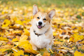 pembroke corgi on an autumn walk
