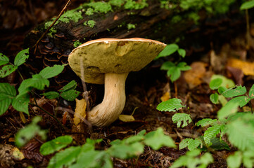 Edible mushrooms, boletus as the king of mushrooms, diet and vegetarian food.