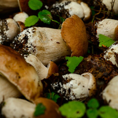Mushrooms are picked and laid out in rows on leaves and grass in the forest, harvesting mushrooms in the forest.