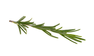 Fototapeta premium rosemary branch isolated