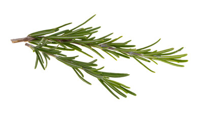 Fototapeta premium rosemary branch isolated