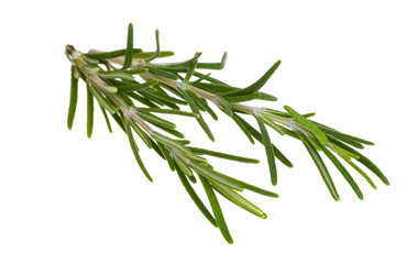 rosemary branch isolated