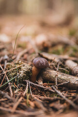 mushroom in the forest