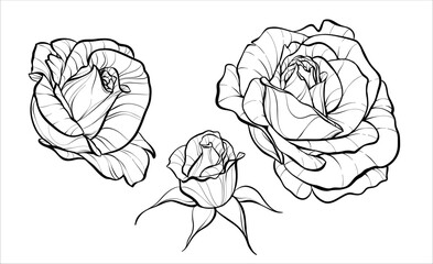 Set. Flower buds. Roses. Illustration sketch in black and white style. Vector.
