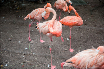 Pink flamingos against green background in the Hangzhou Zoo