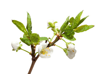 Drops on blossom