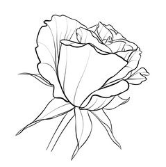 Rosebud. A small flower. Illustration sketch in black and white in a linear style for the design of postcards. Vector.