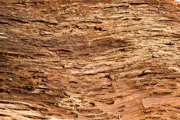 Natural bark interior texture