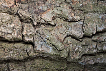 Rough cracked bark background