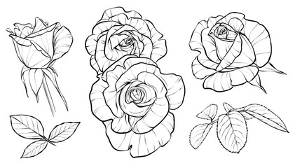 Set. Flower buds and leaves. Roses. Illustration sketch in black and white style. Vector.