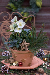 Christrose im Terracotta-Topf  im Garten als florale Weihnachtsdekoration
