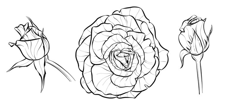 Set. Three roses, a closed bud and an open flower. Illustration sketch in black and white style. Vector.