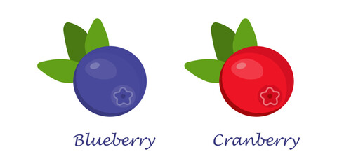 Vector image of blueberries and cranberries with leaves on a white background. Isolated object