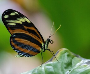 Macro shot of a black and orange spotted butterfly sitting on a green leaf on an isolated background