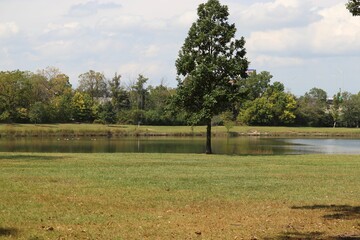 Beautiful tree on the shore in front of a river with a blue cloudy sky in the background © Eric Olsen/Wirestock Creators