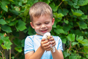 A child holds a chicken in his hands. A boy and a bird.
