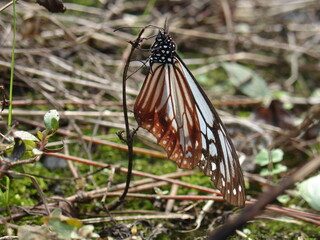 Fototapeta na wymiar Butterfly on the grass.