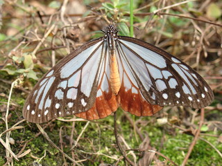 Butterfly on the grass.