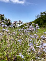 Obraz premium nature flowers water lake river mountains sky green trees roses