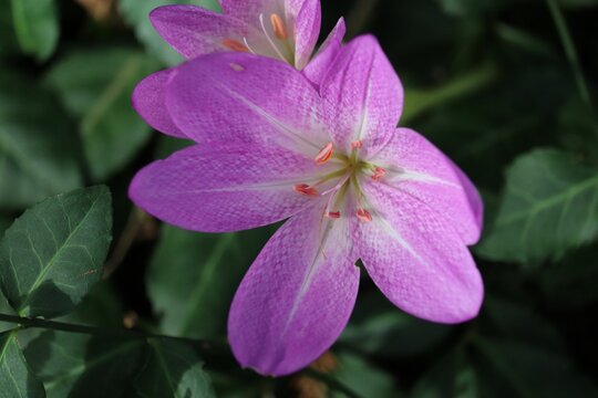 Closeup of purple Autumn crocus flower in the garden - beautiful floral wallpaper