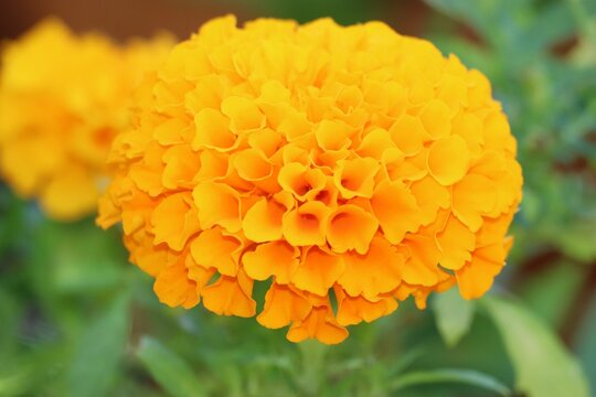 Closeup of yellow Tagetes erecta flower in the garden - beautiful floral wallpaper
