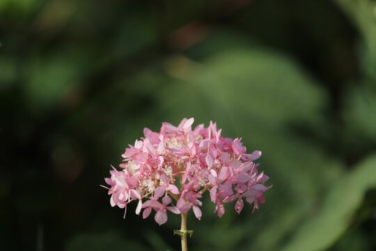 Closeup of pink French hydrangea flower in the garden - beautiful floral wallpaper