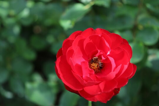 Bee pollinating on red Japanese camellia flower - beautiful floral wallpaper