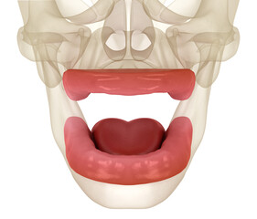 Mouth without teeth. Medically accurate dental 3D illustration