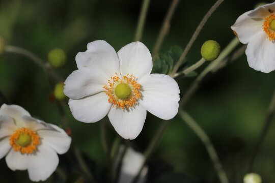 Selective focus shot of white Snowdrop anemone flowers in the garden - beautiful floral wallpaper