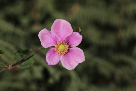 Selective focus shot of pink Snowdrop anemone flower in the garden - beautiful floral wallpaper
